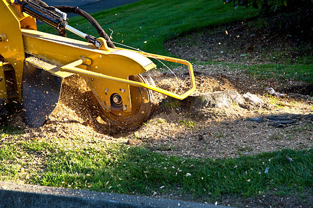 Best Tree Cutting Near Me  in Hailey, ID